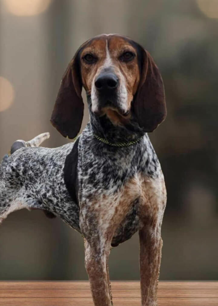 March 2026 Adoption of Denver