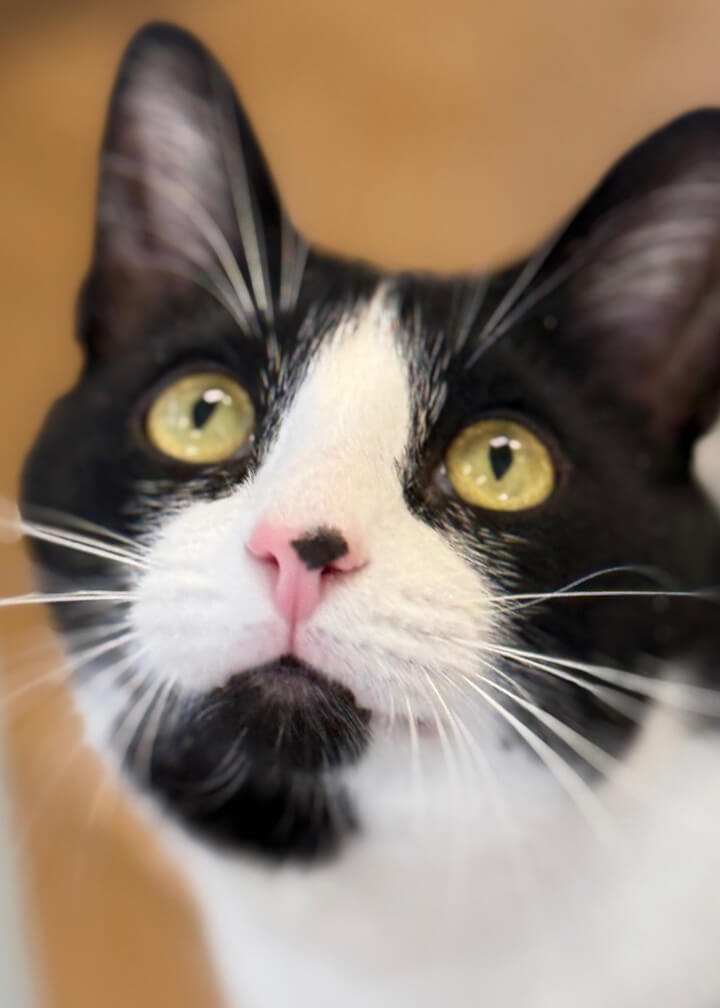 March 2026 Adoption of Domino