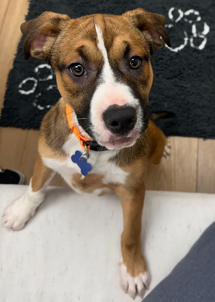 March 2026 Adoption of Dublin