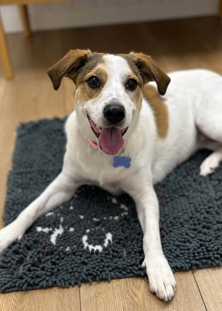 March 2026 Adoption of Jenny