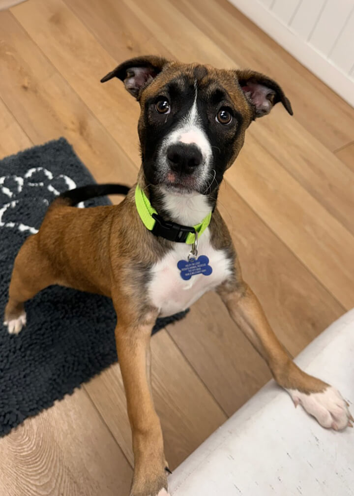 March 2026 Adoption of Paddy