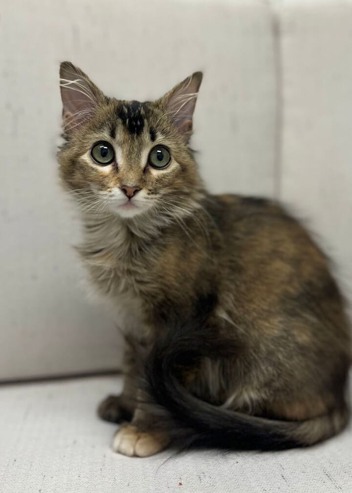 March 2026 Adoption of Skittles