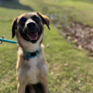A happy dog poses for the camera outside in a green setting