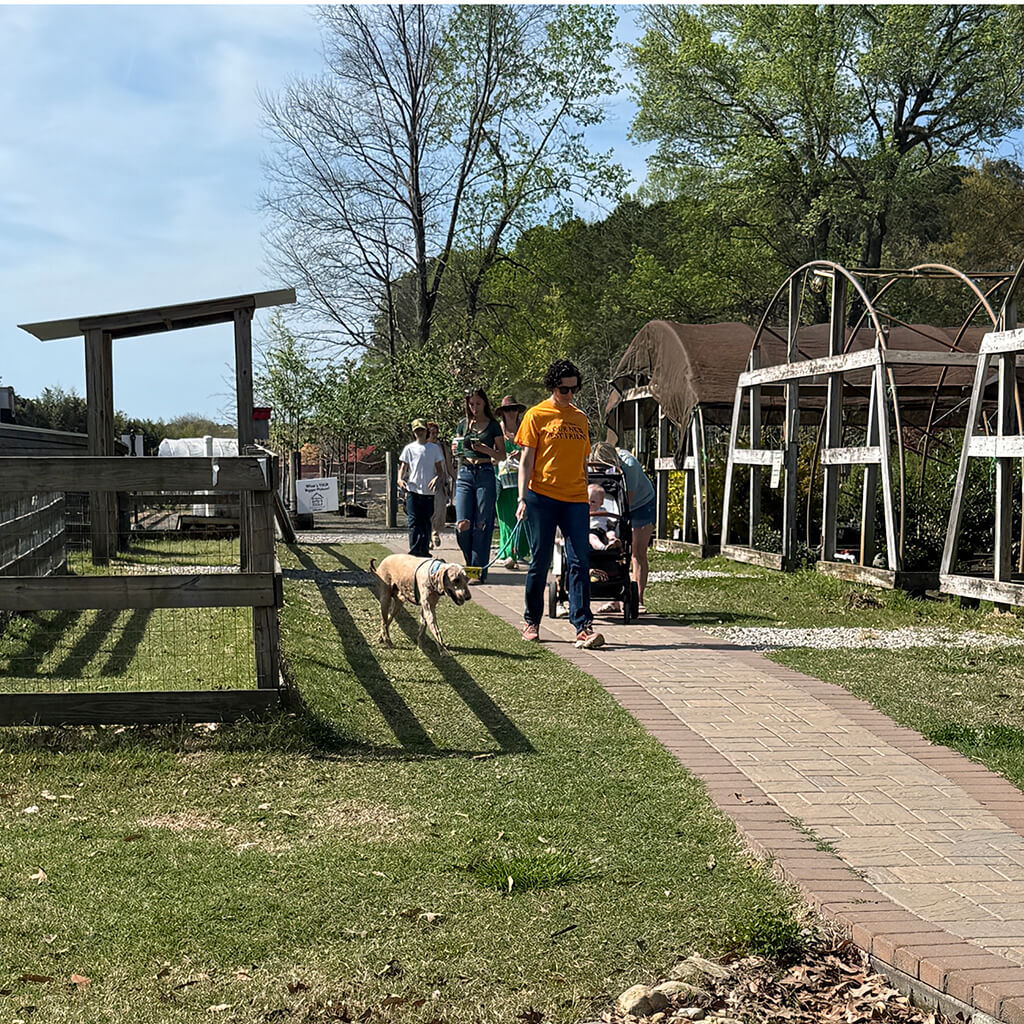 People and dogs walking along a path at the farm