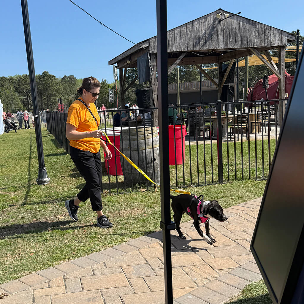 Volunteer is walking one of the adoptable dogs