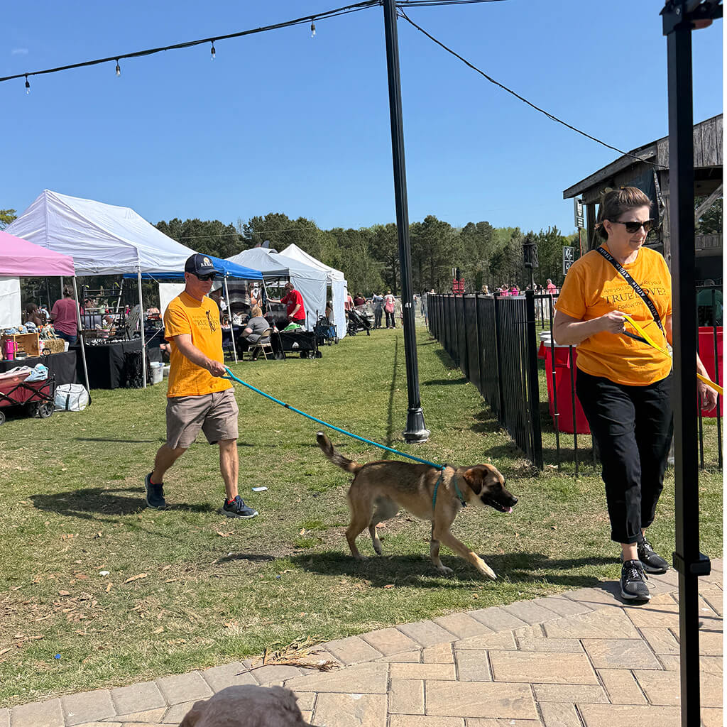 Volunteer is walking one of the adoptable dogs