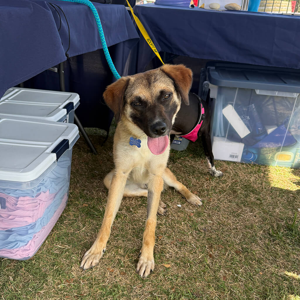 Dog is resting under the table