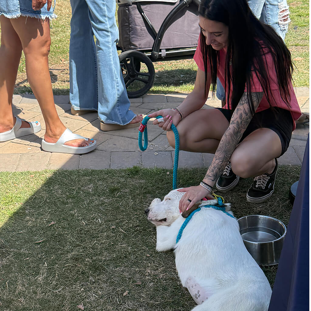 A guest is petting a dog that is laying in the grass