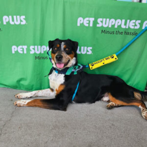 A black, brown, and white dog poses in front of Pet Supplies Plus green banner