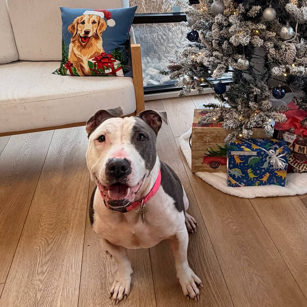 Lexie posing next to the Christmas tree