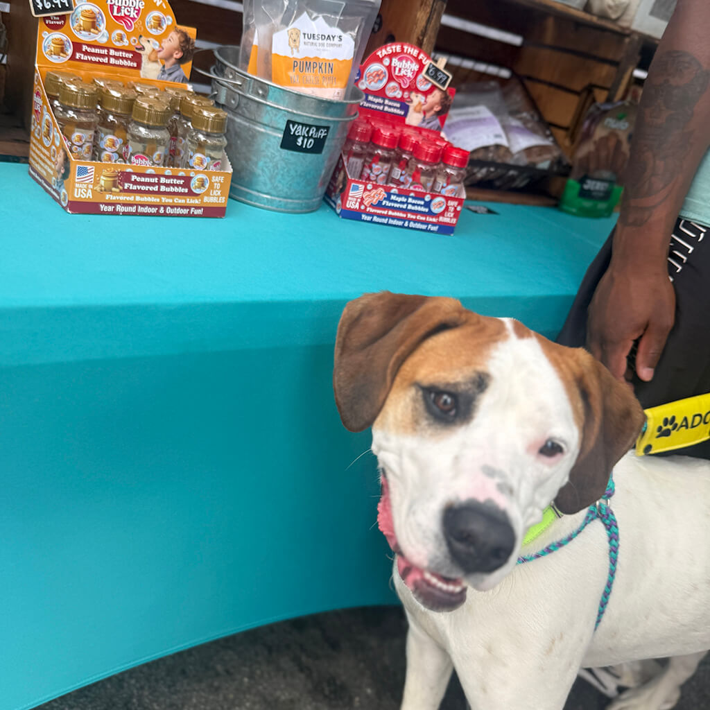 white dog with brown ears begs for treats