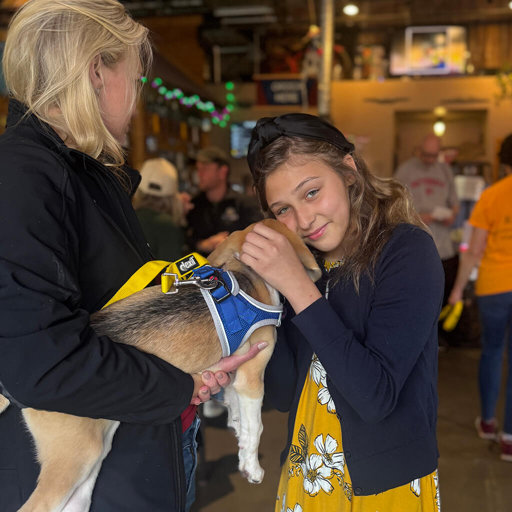 A beagle puppy getting hugs from a little girl at Big ugly brewery and photoshoot
