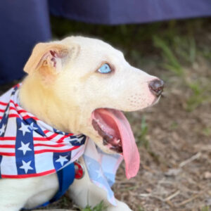 white dog with blue eyes is yawning