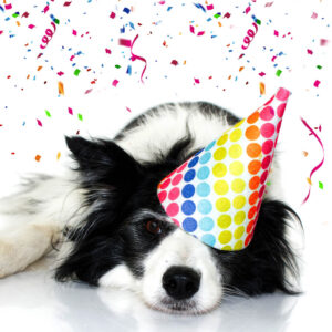 Dog with a party hat on surrounded by confetti.