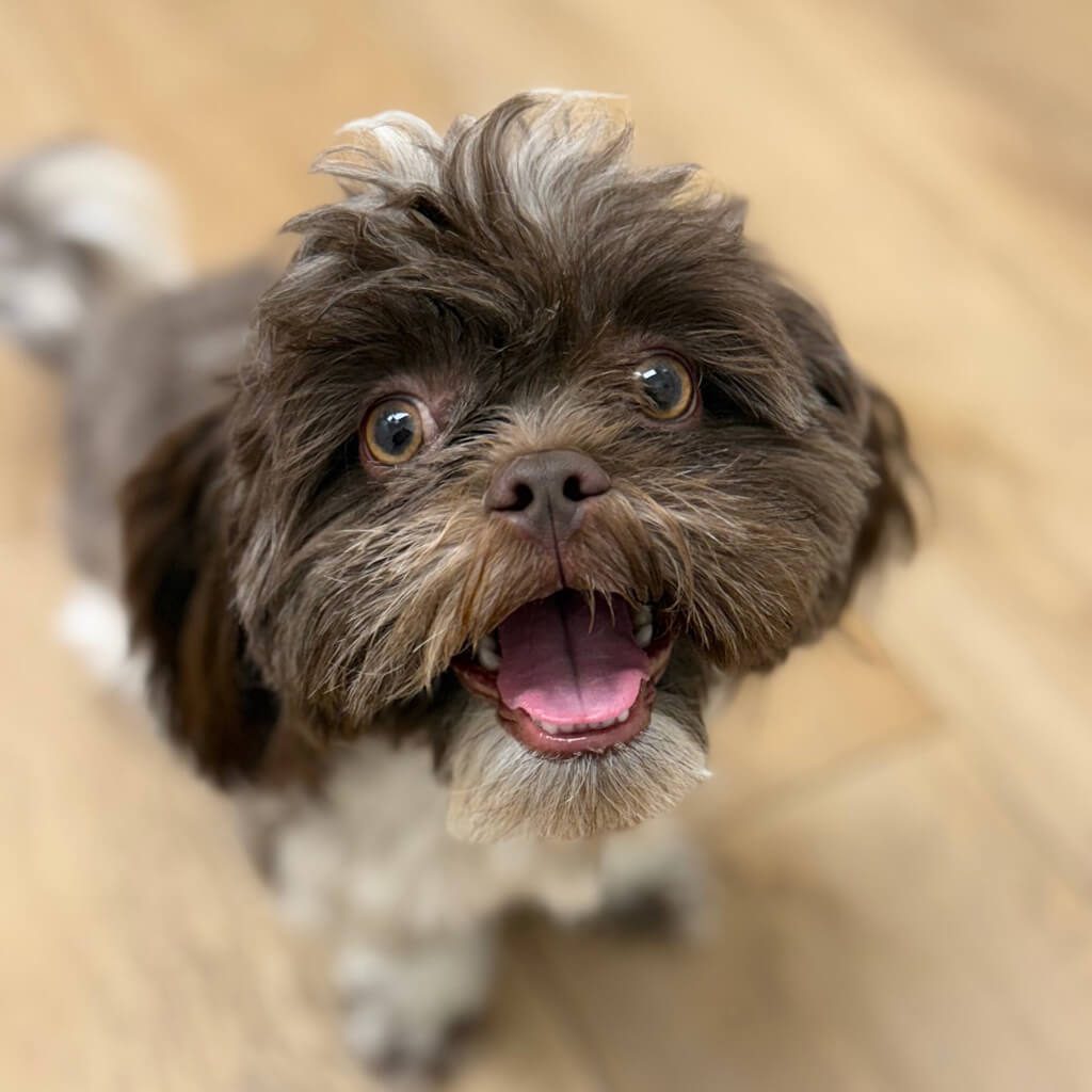 July 2026 adoption of Benji