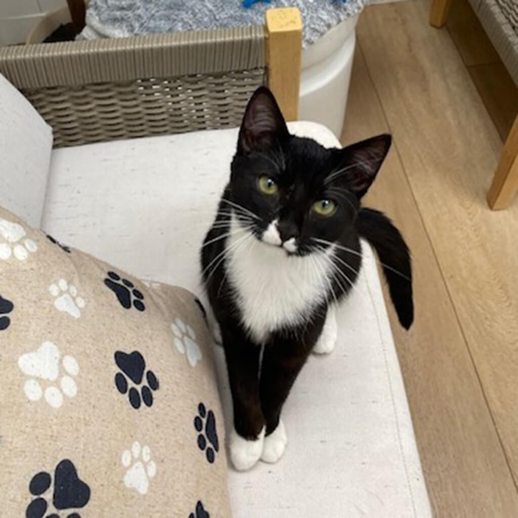 July 2026 adoption of Gravy Bobby