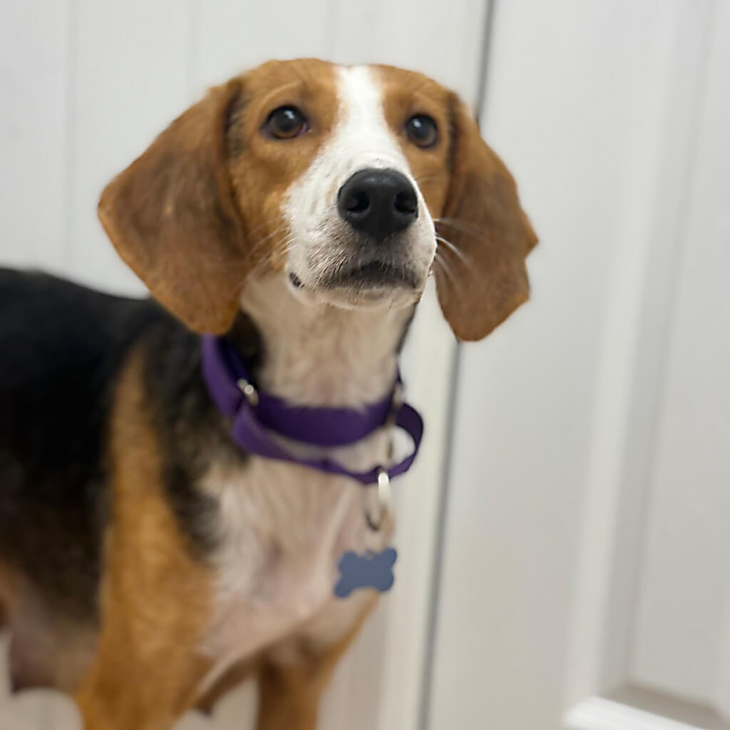 July 2026 adoption of Maple
