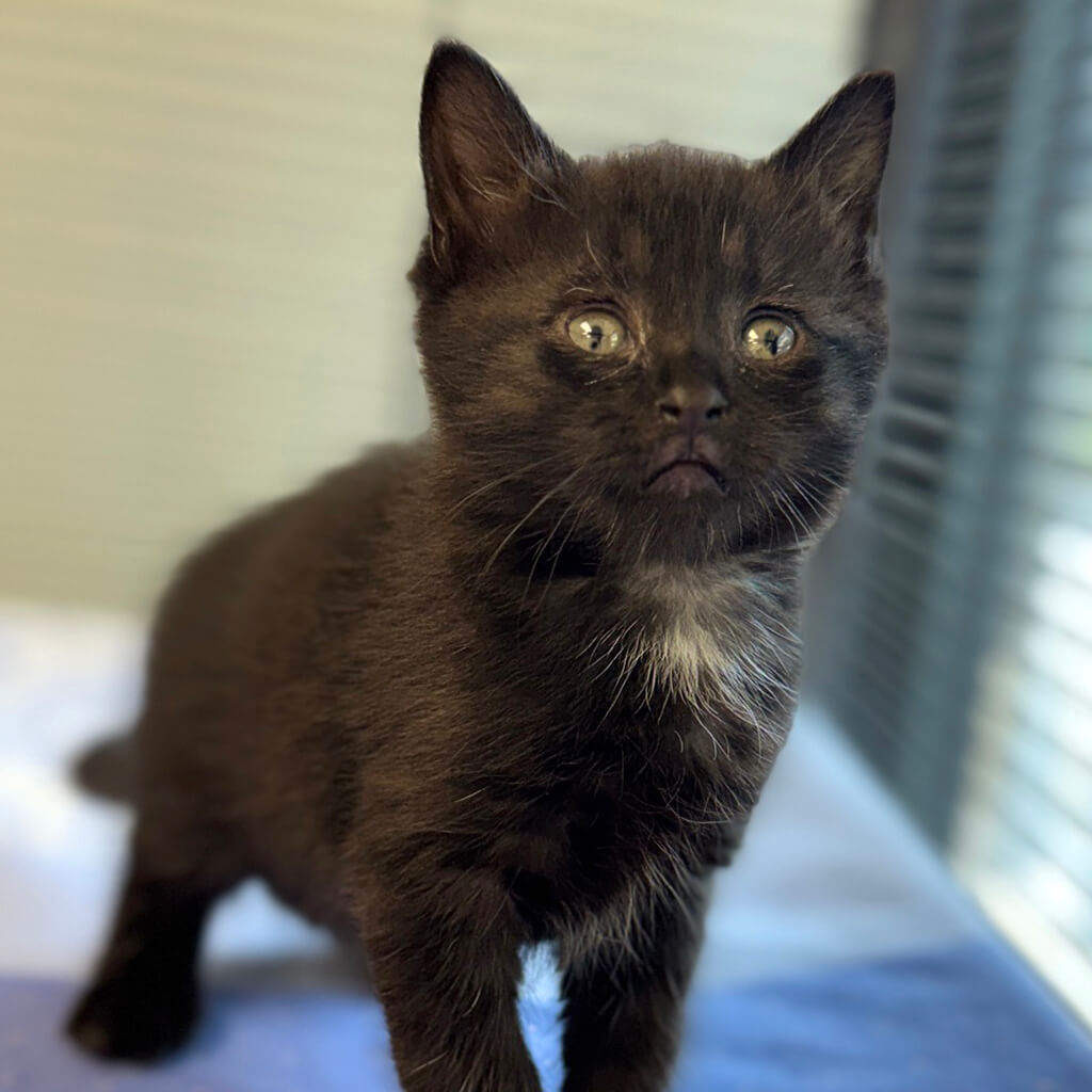 July 2026 adoption of Night