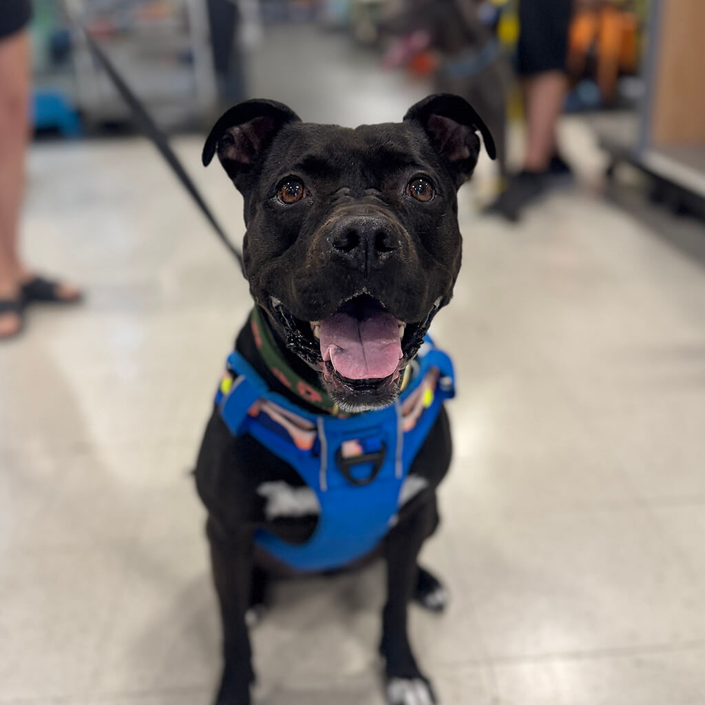 PetSmart Adoption Week July 20-26