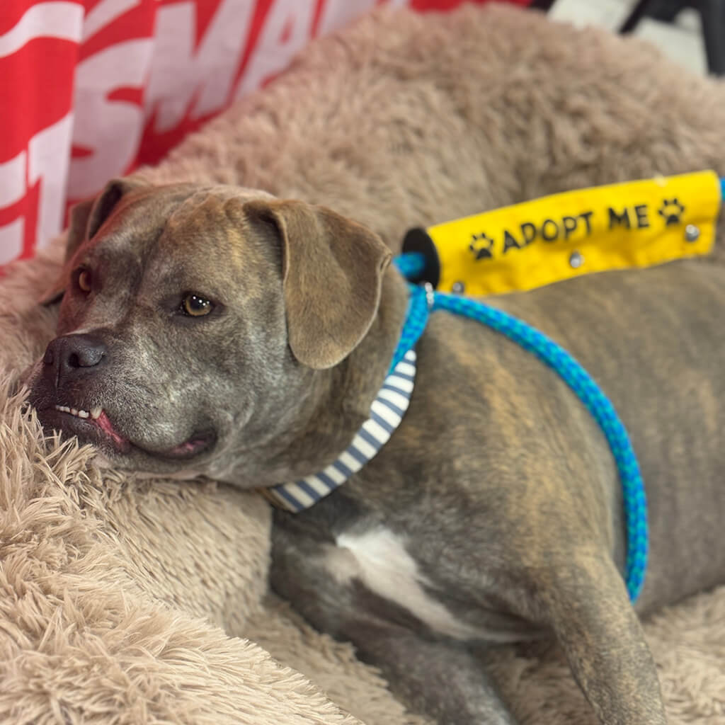 PetSmart Adoption Week July 20-26