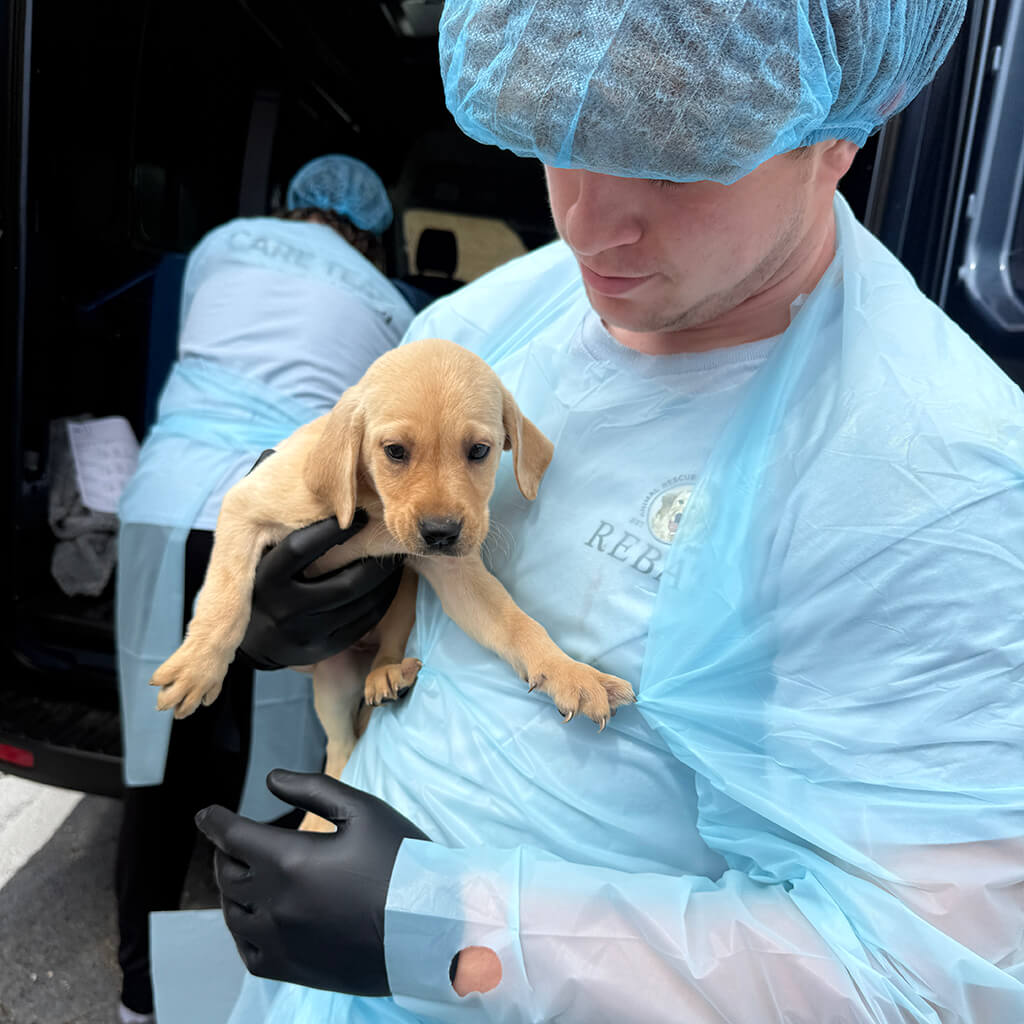 Rescued yellow lab puppy being held by our isolation unit wearing blue plastic scrubs and gloves