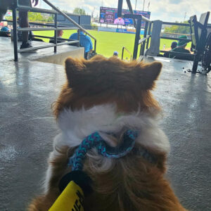 POV of dog watching the baseball game