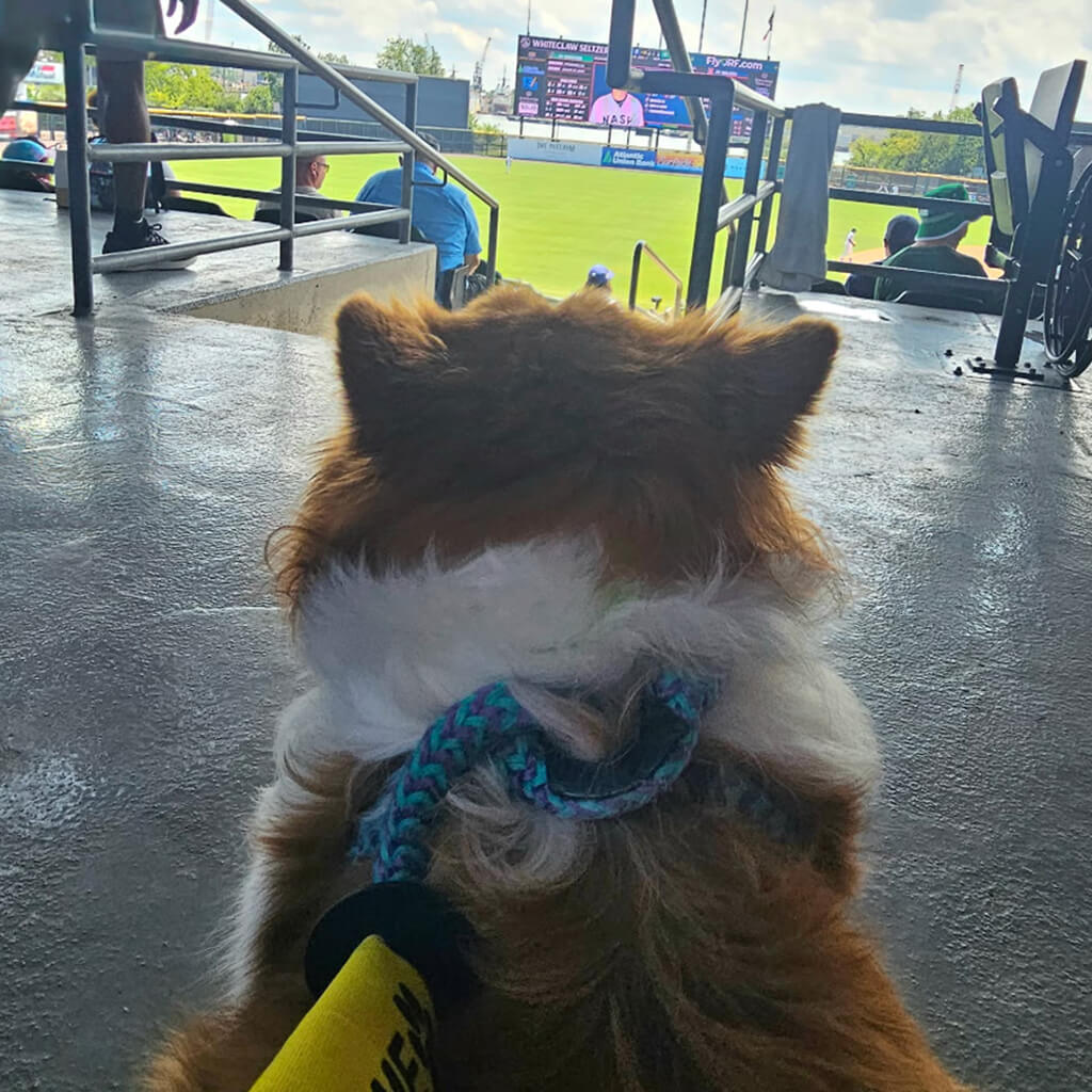 POV of dog watching the baseball game