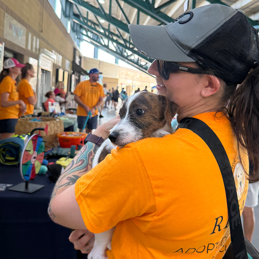 The jack Russel is getting hugs from a volunteer