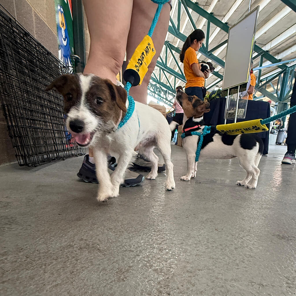 jack Russell terriers