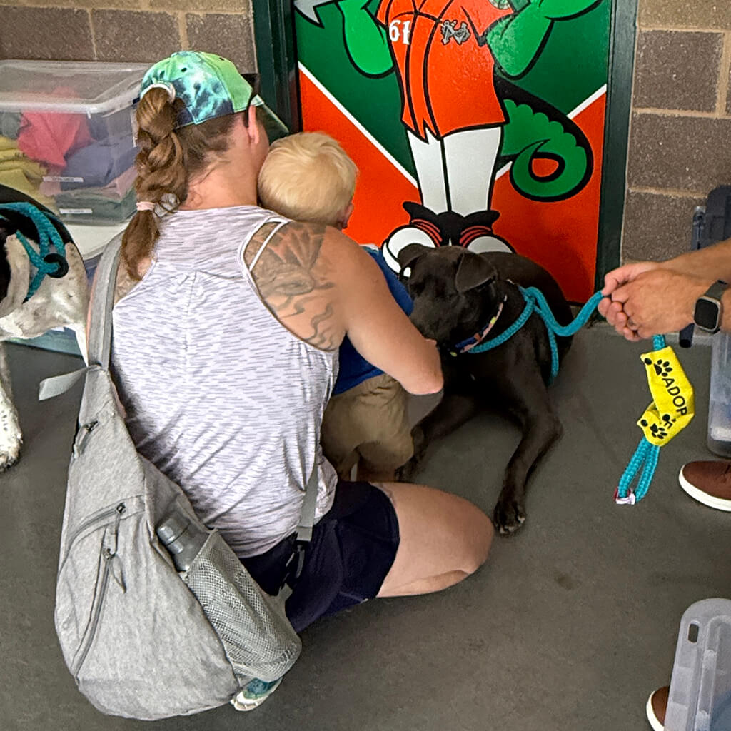 A little toddler visiting one of our adoptable dogs