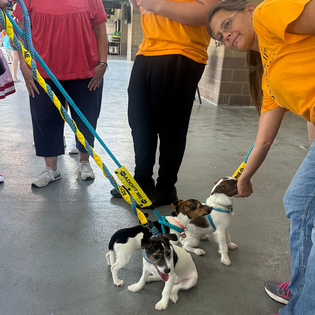 Three jack Russel terrier puppies and their volunteer handlers