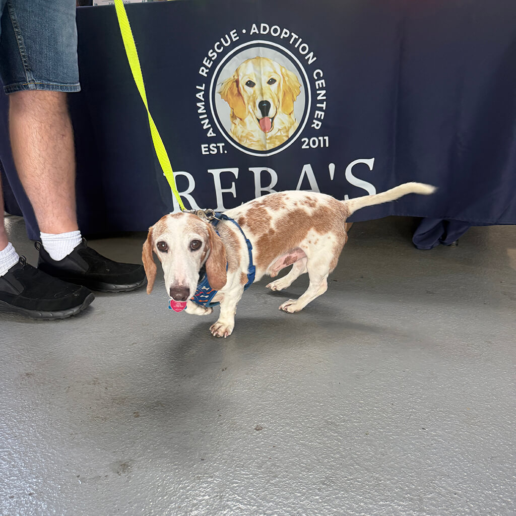 A spotted dog in front of Reba's table