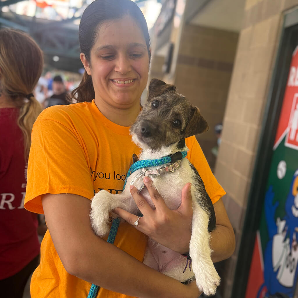 Volunteer holding a Jack Russel puppy