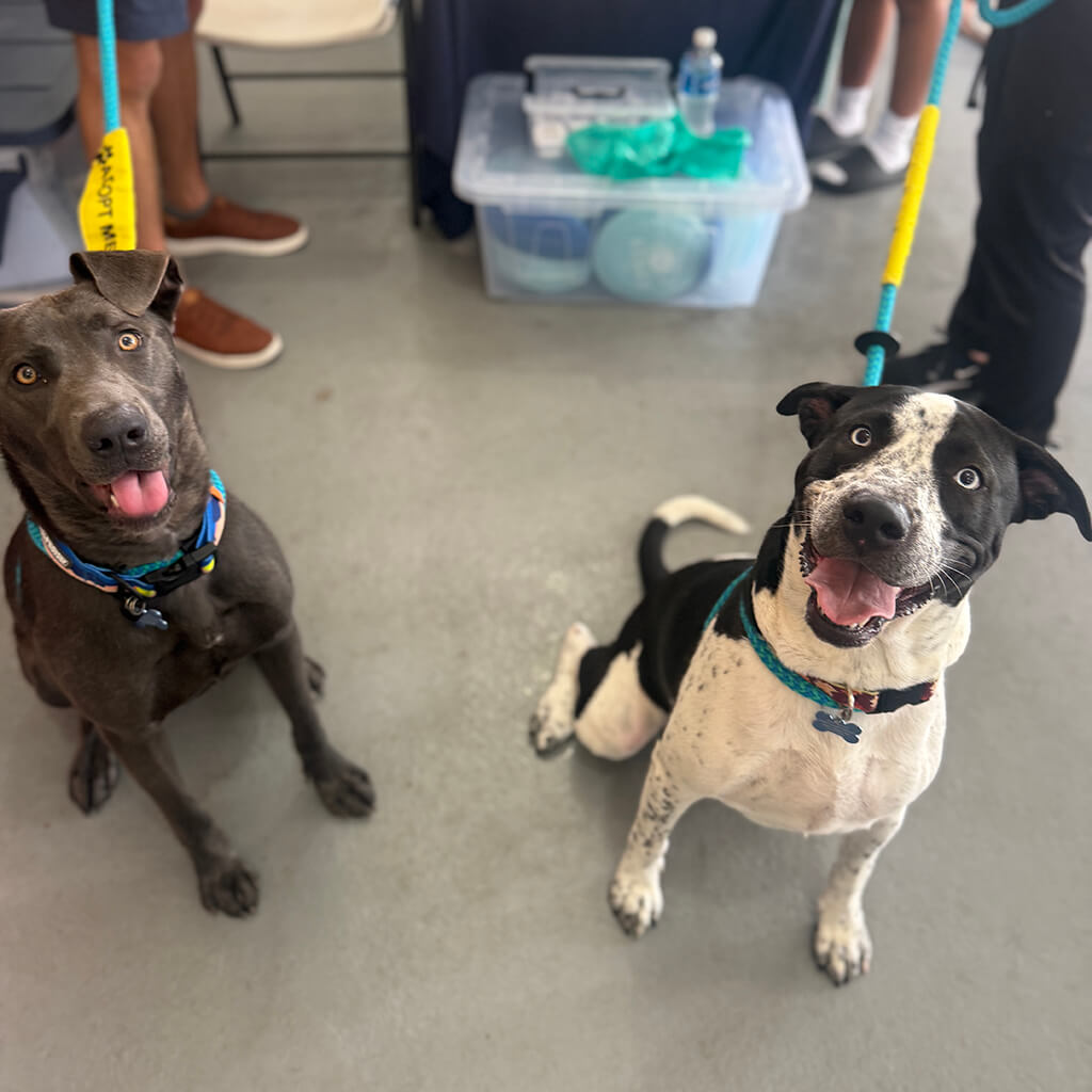 Two happy dogs with bright eyes sitting and posing