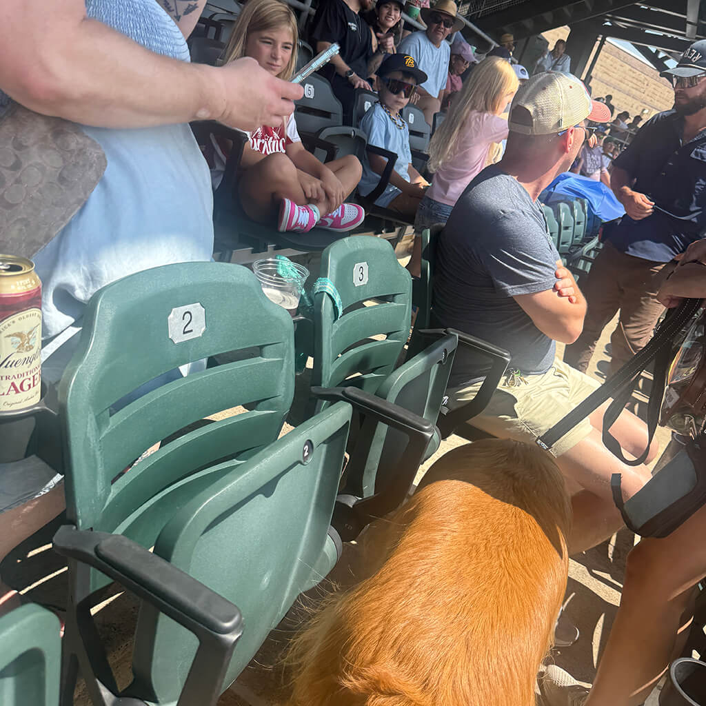 A golden retriever taking his seat with other ticket holders