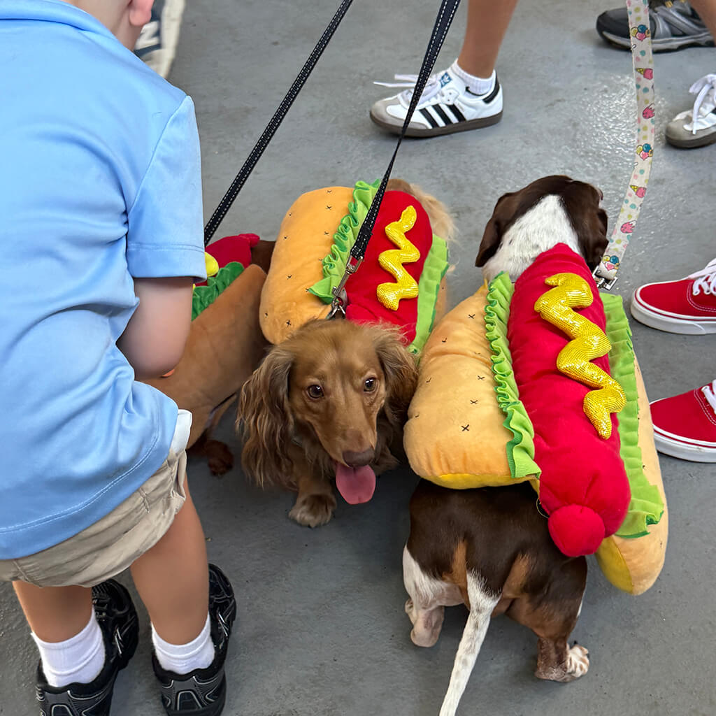 Two dachshunds dressed up as hot dogs