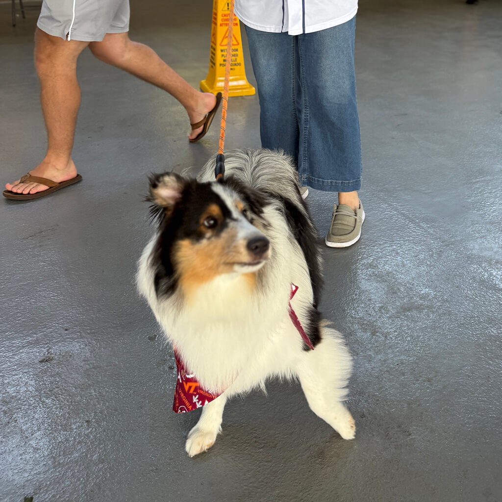 Rebas alumni collie