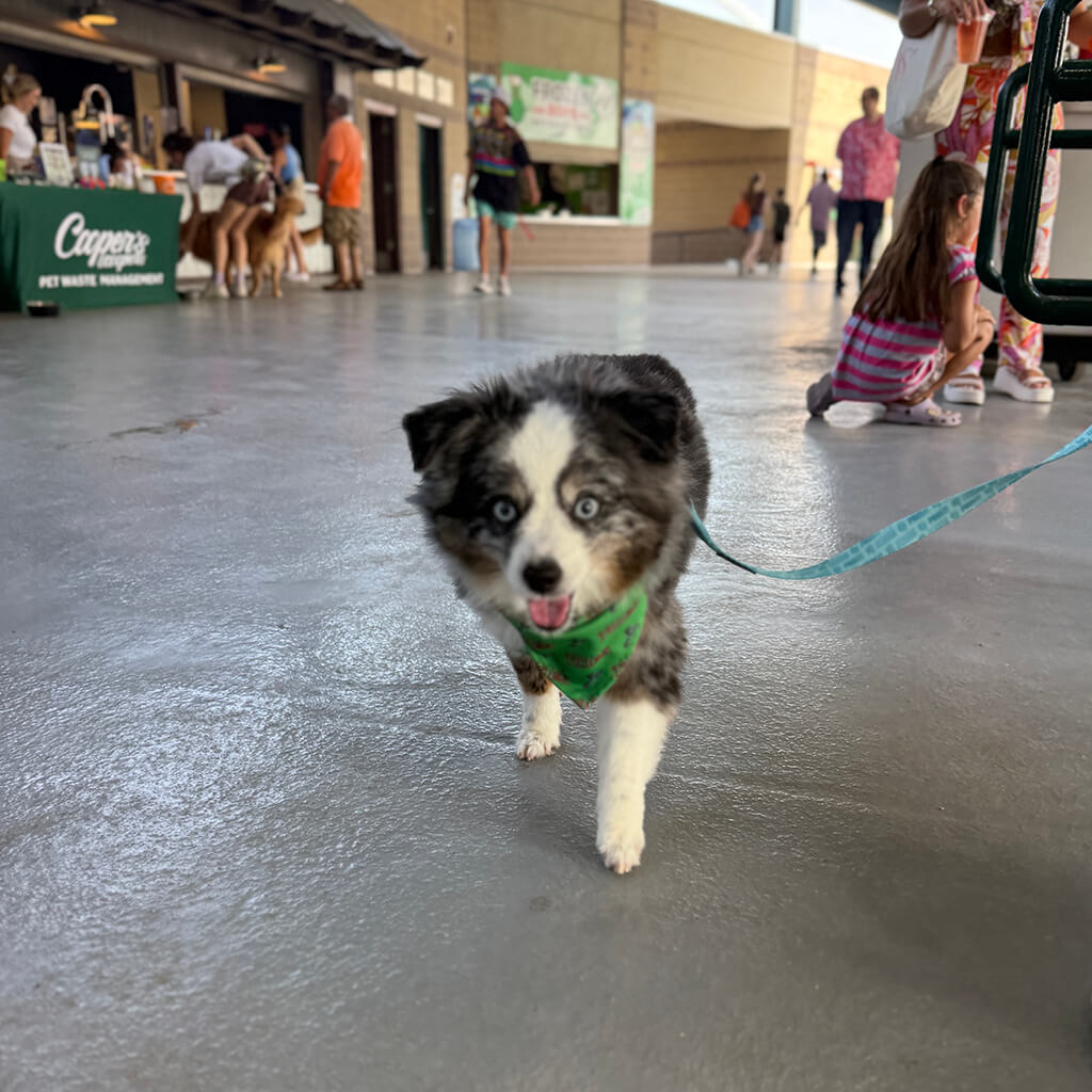 Little Aussie looking dog